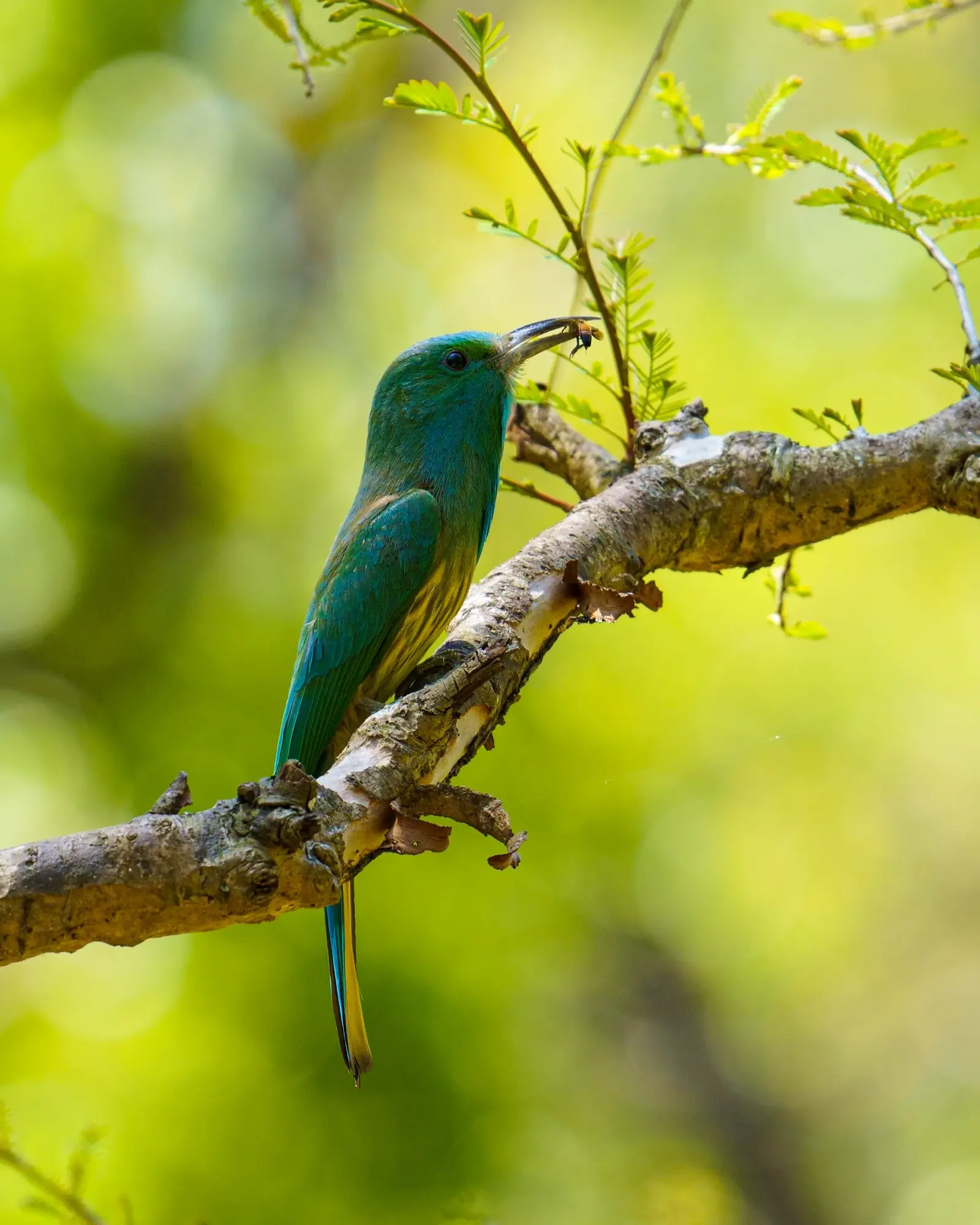 Blue-bearded bee-eater