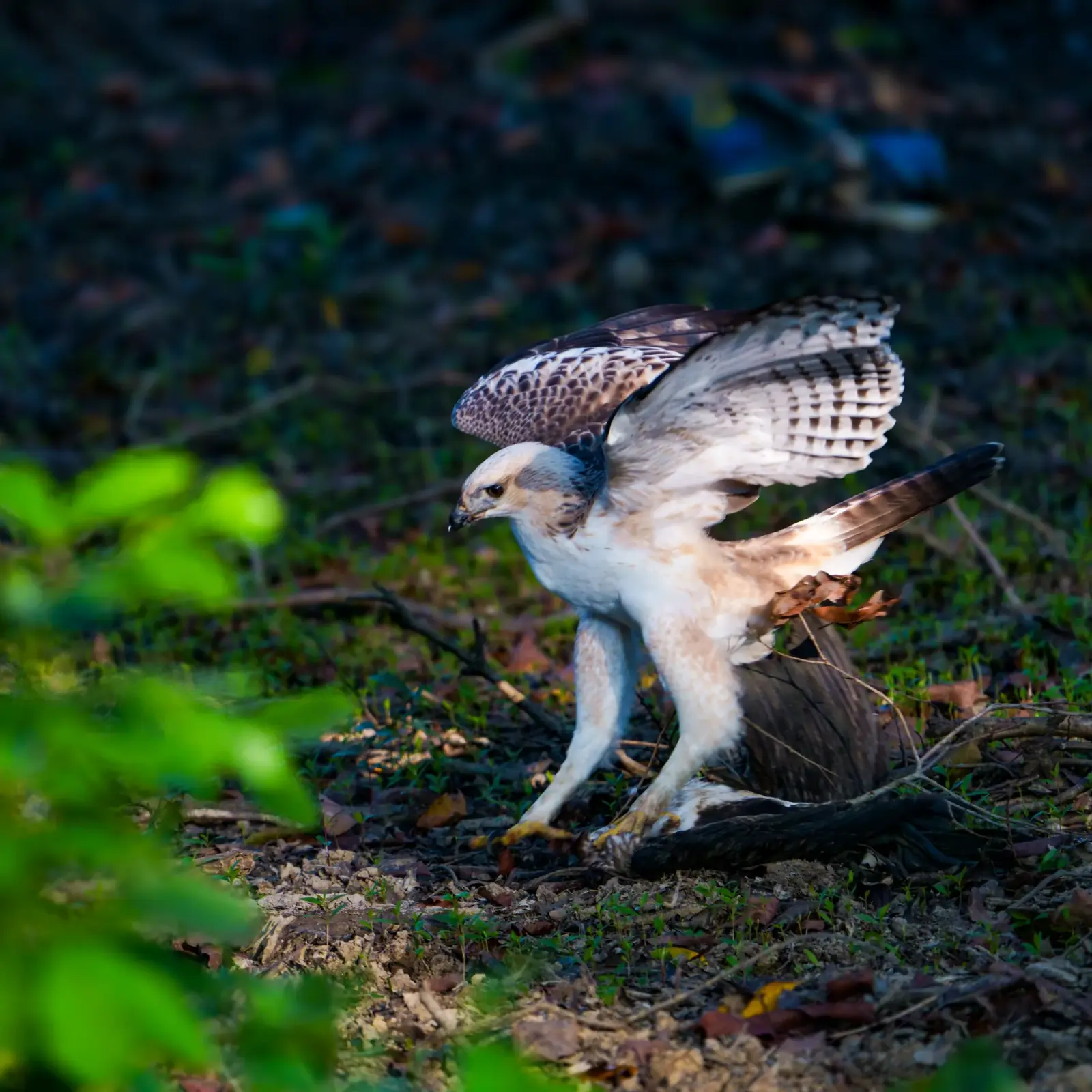 A changeable hawk-eagle perched in the sal forest
