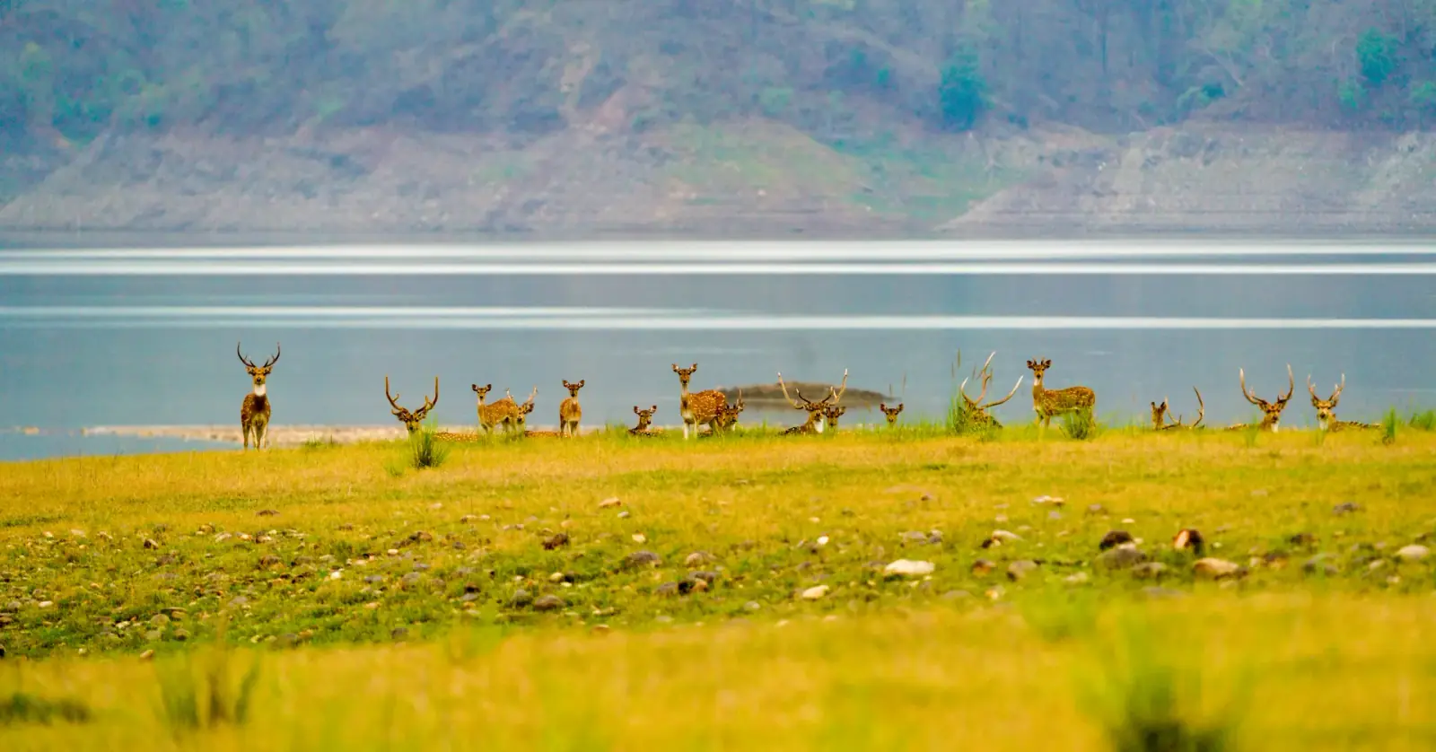 Where the Ramganga winds past Dhikala