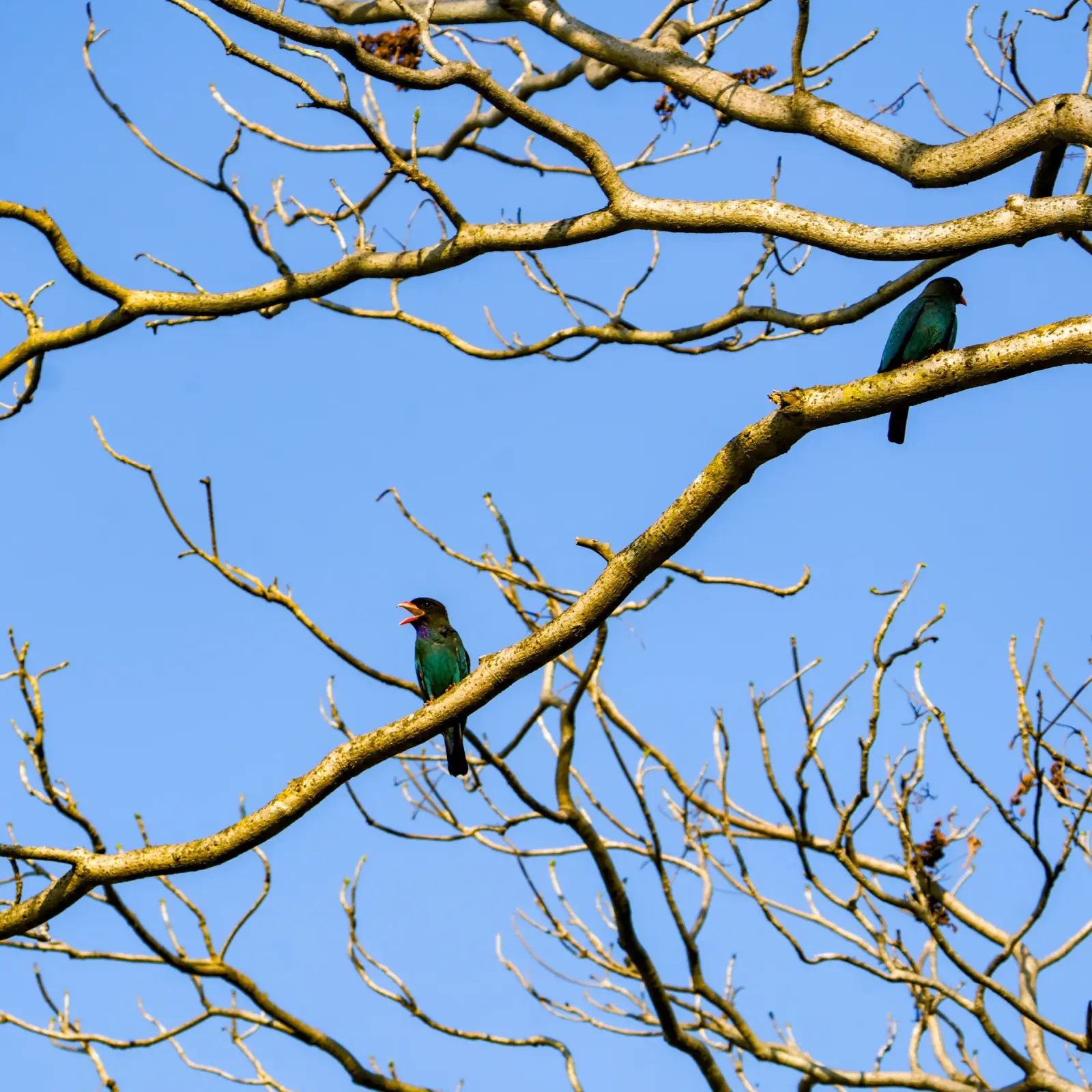 Dollar bird