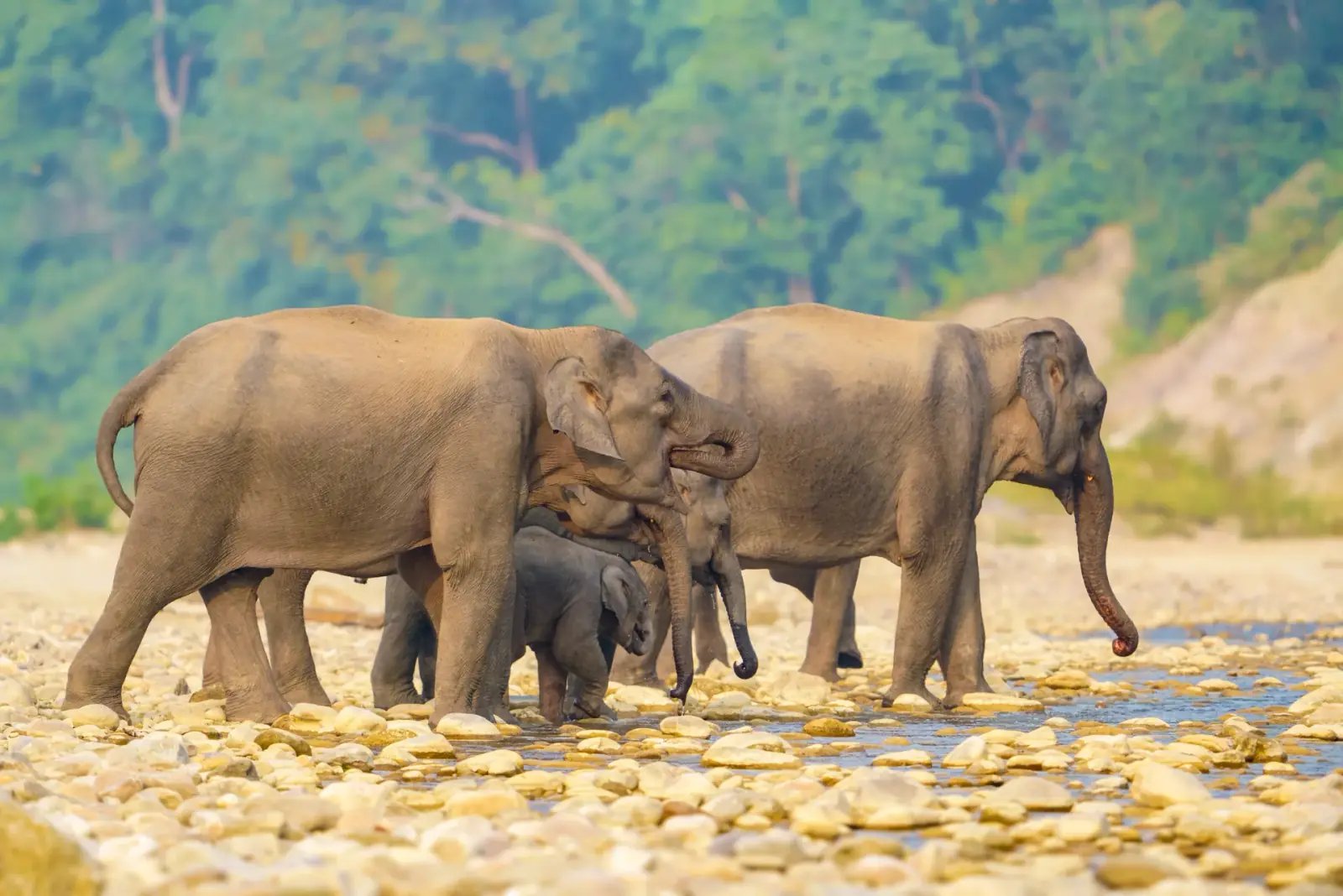 Elephants from the jeep