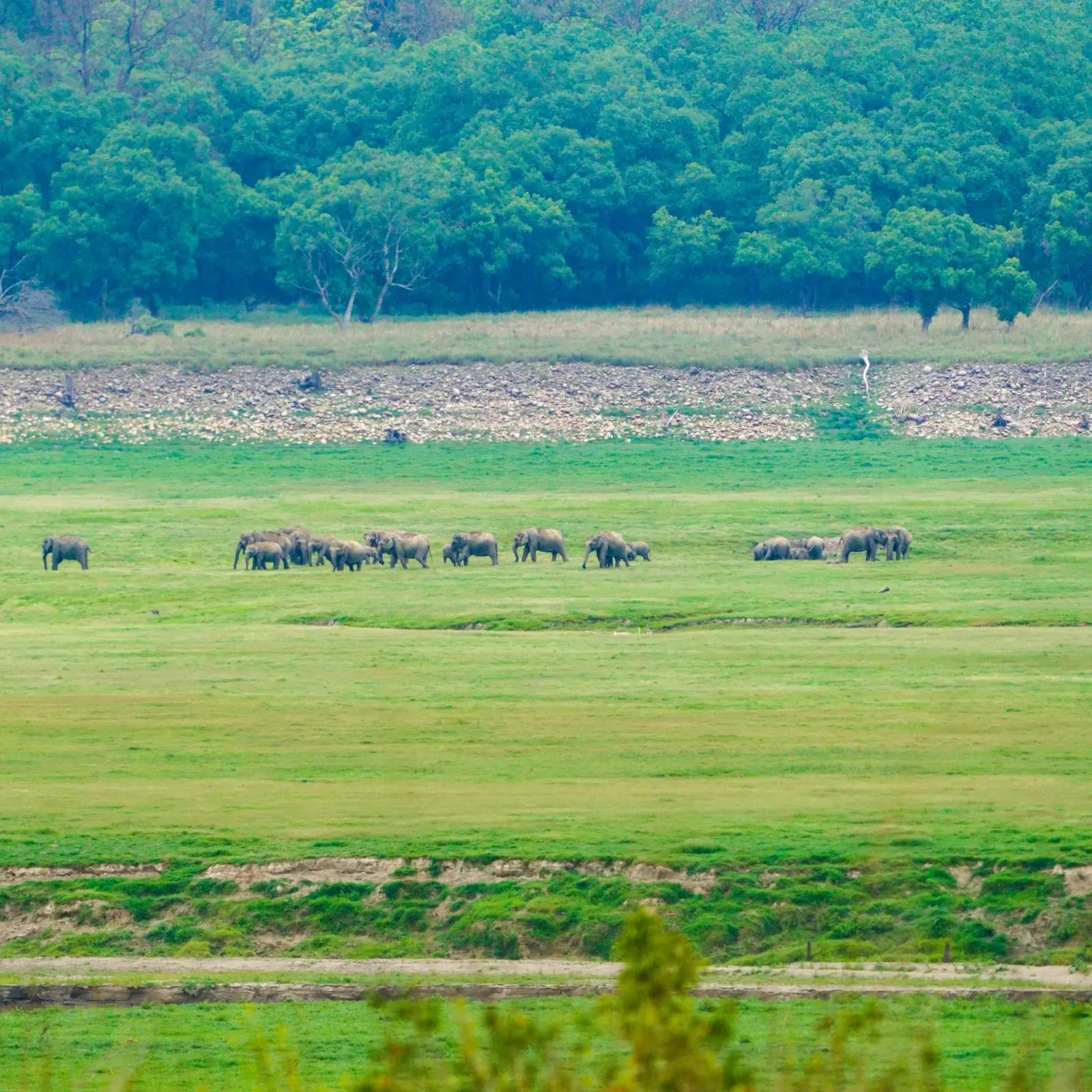 A herd of elephants crossing the Ramganga