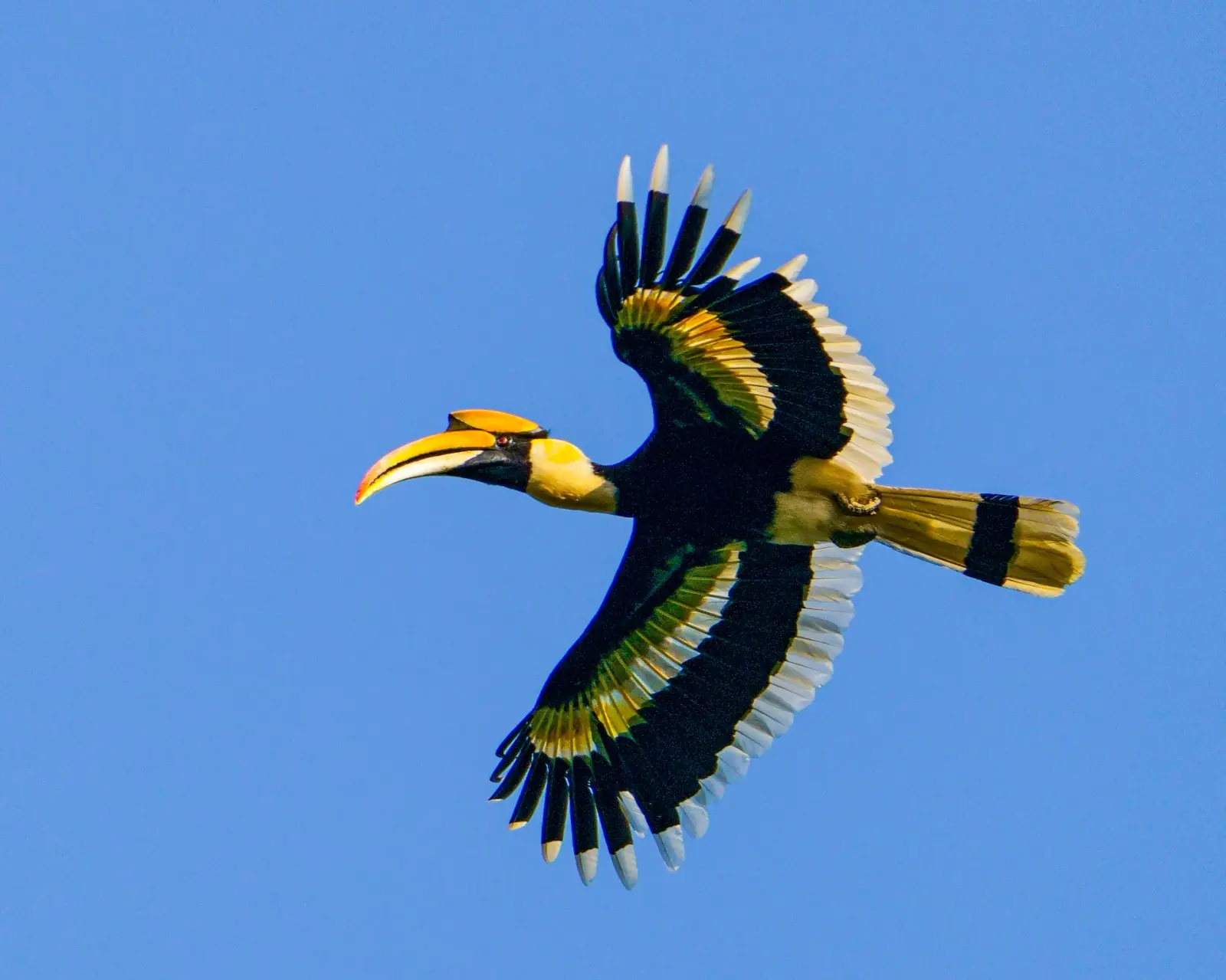 A great hornbill mid-flight over the canopy