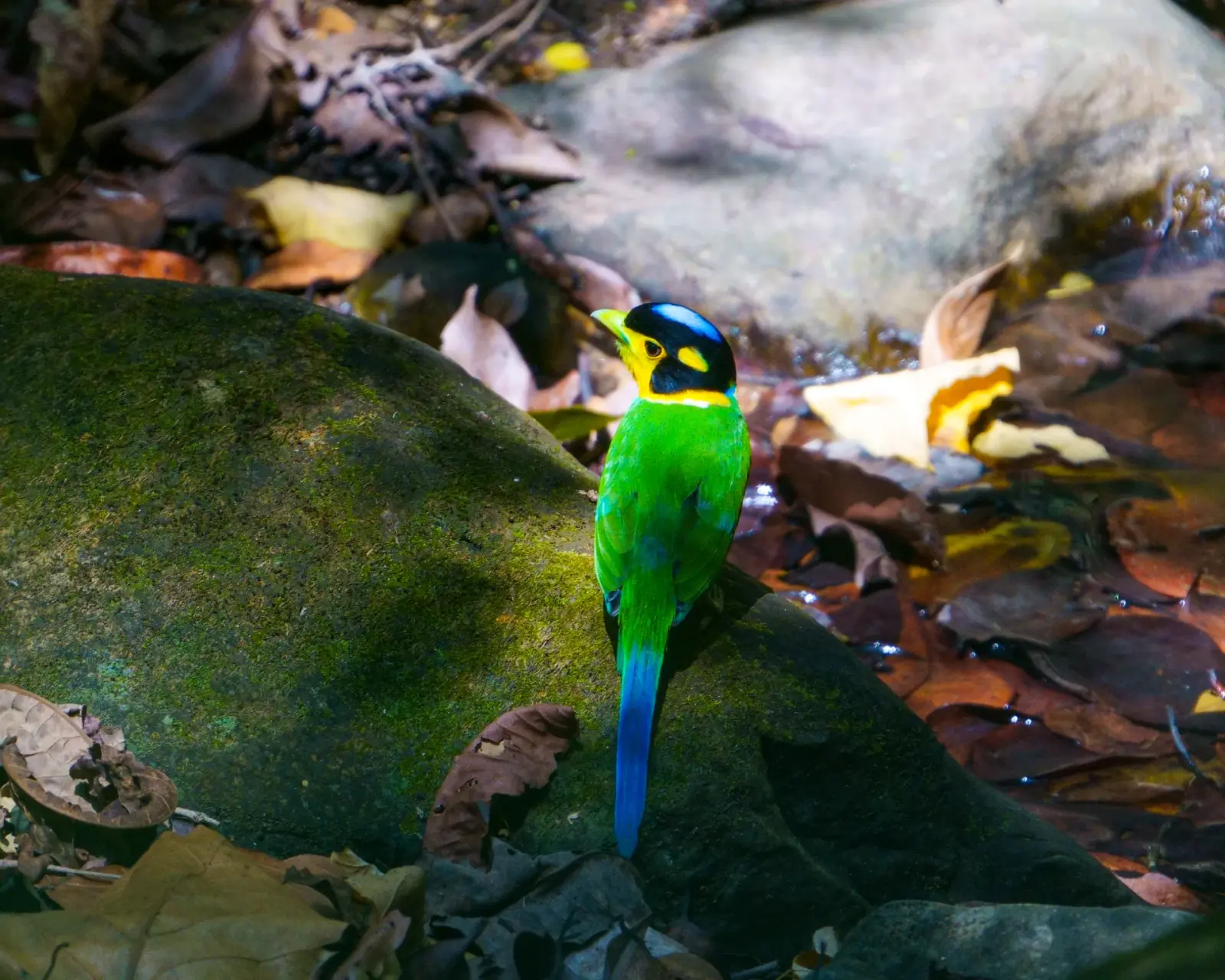 Long-tailed broadbill