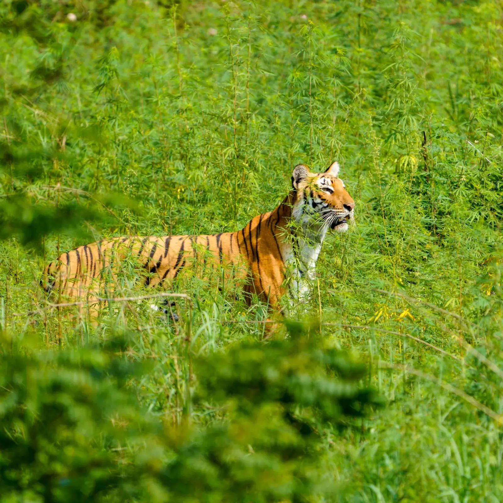 Paarwali, one of Jim Corbett's well-known tigresses