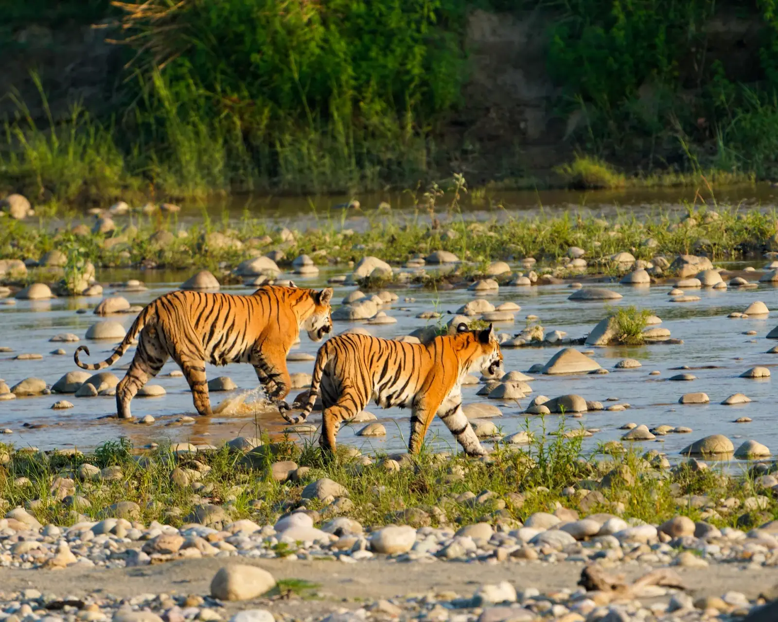 Tiger on the Dhikala road