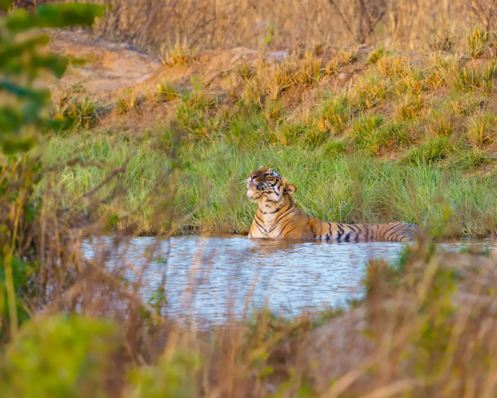 First light in Jim Corbett