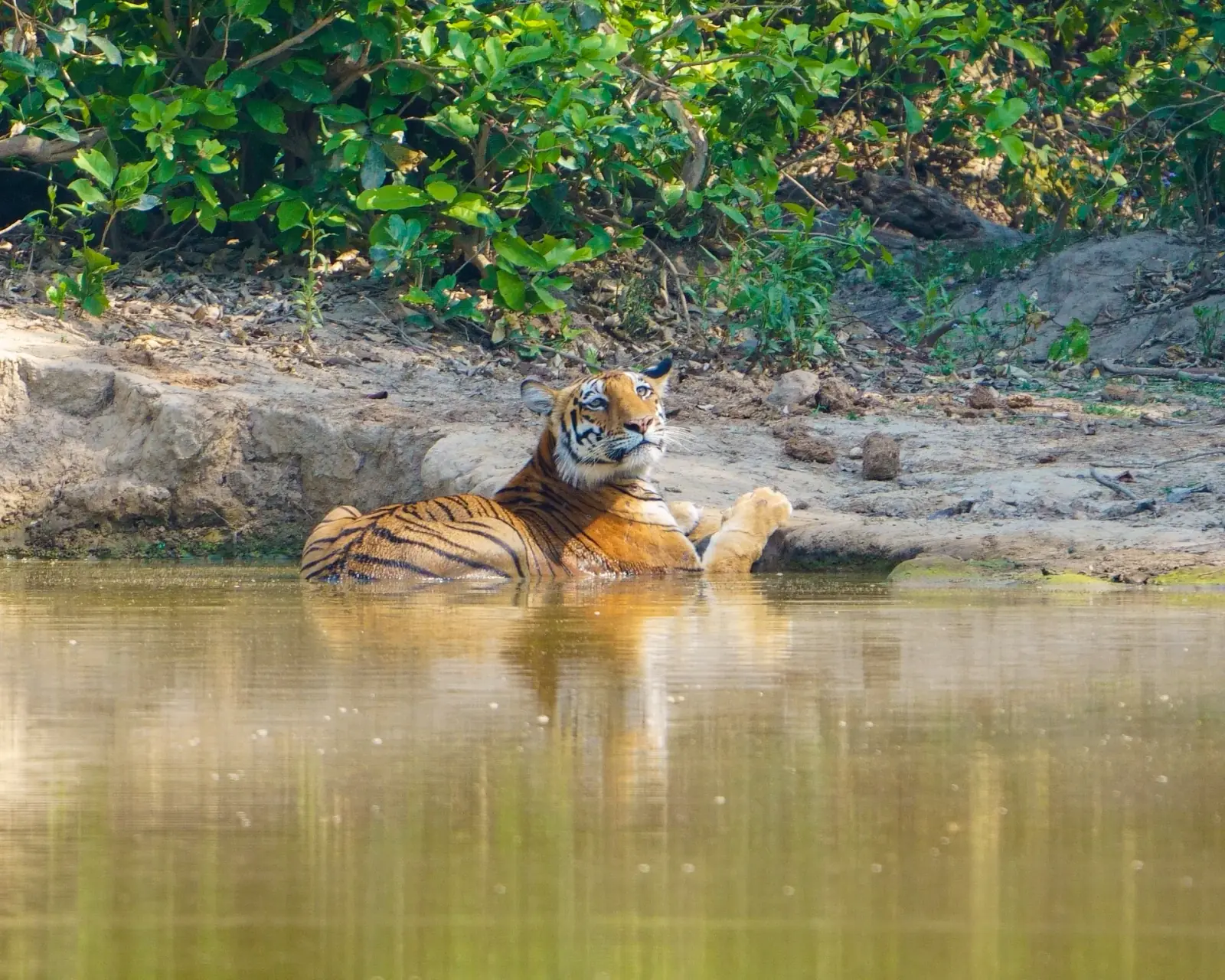 A tiger pauses at a forest waterhole