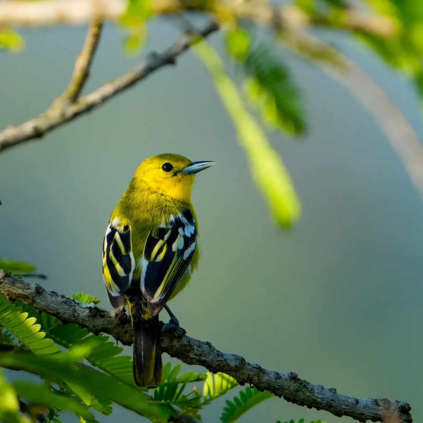 Common iora, singing