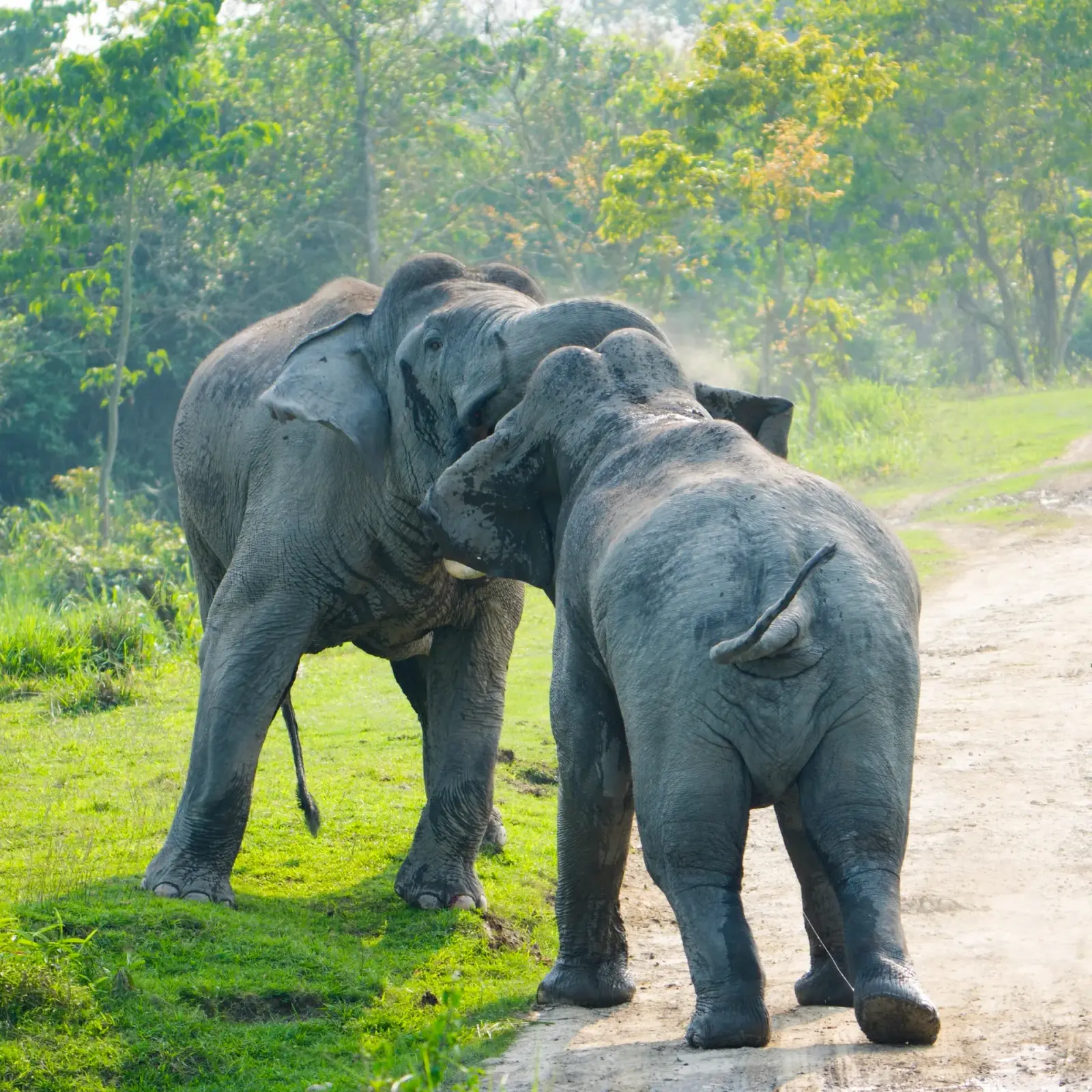 Tuskers sparring