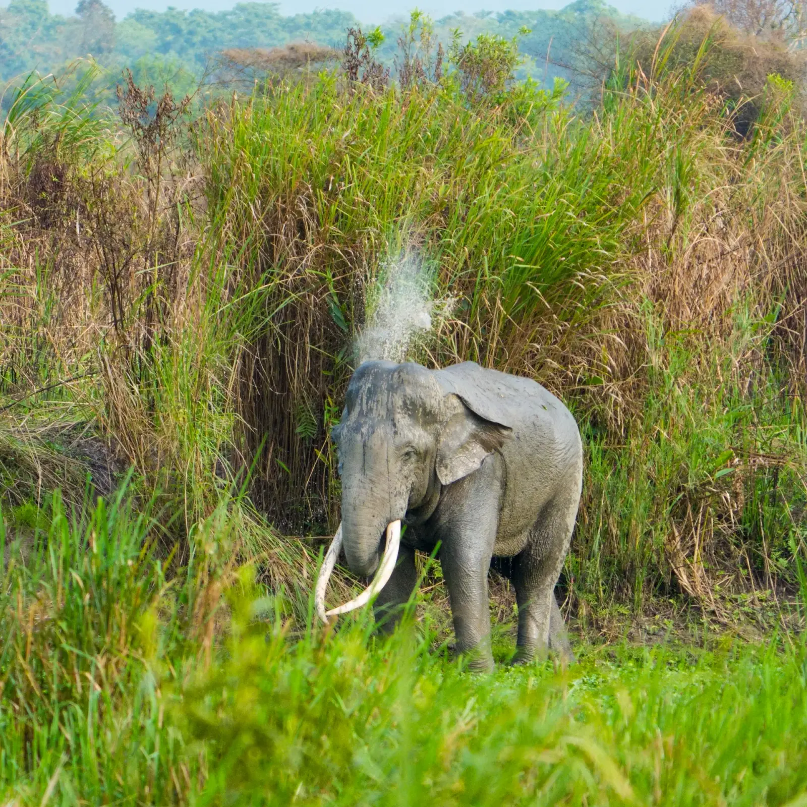 A herd of Kaziranga elephants, seen from the jeep