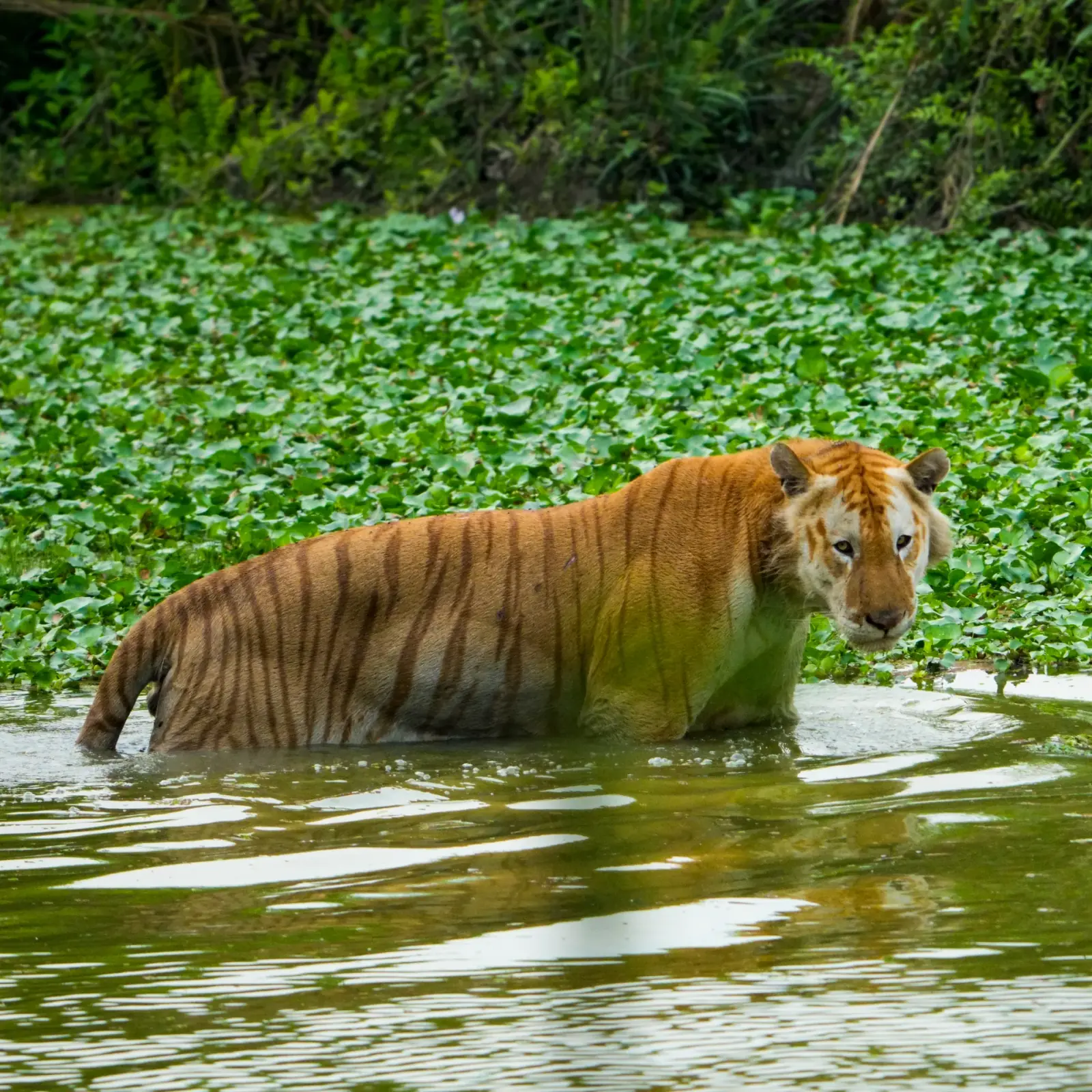 A tiger crossing the Kaziranga grassland at dusk