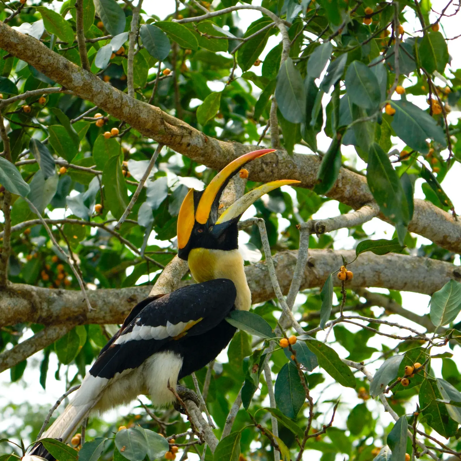 A great Indian hornbill feeding
