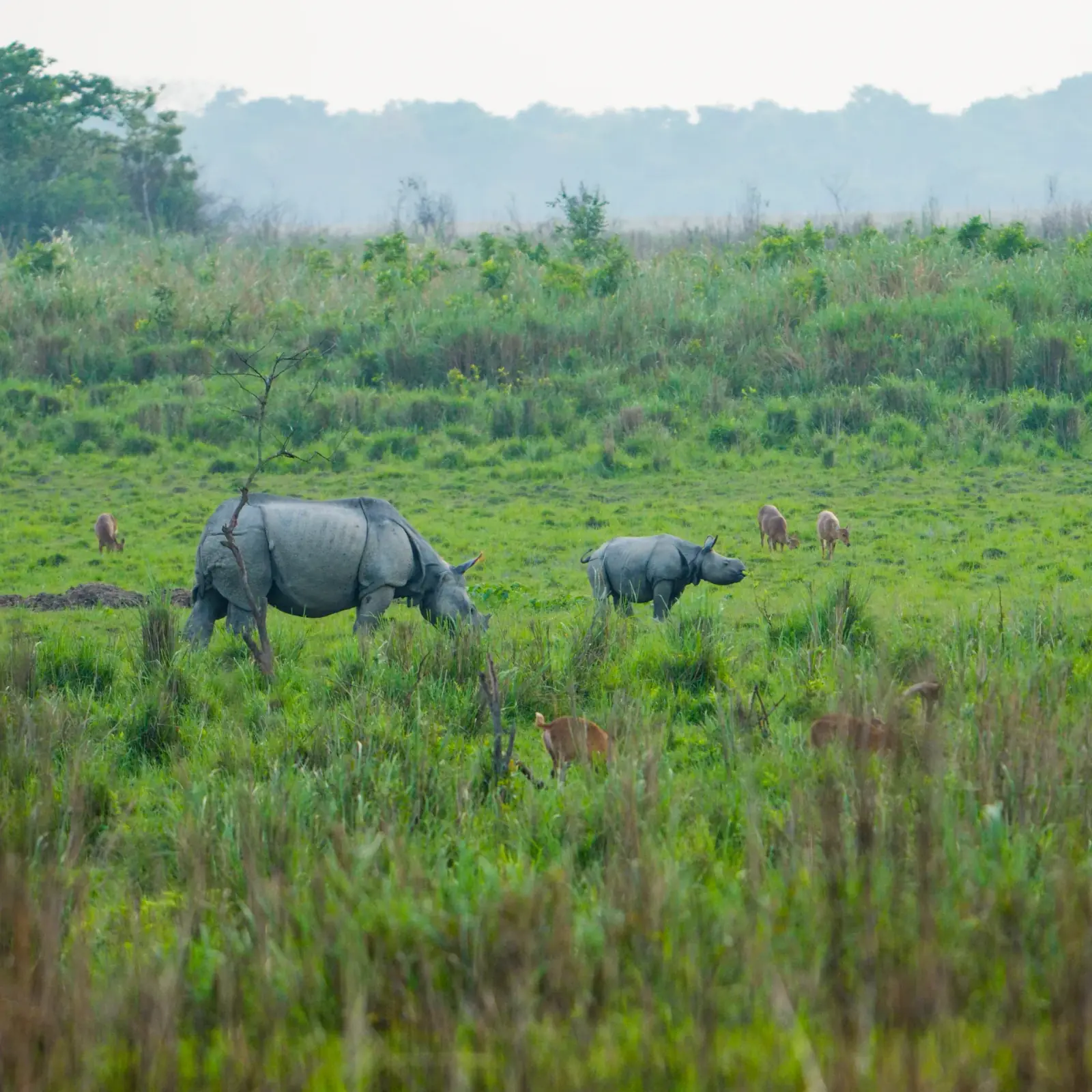 Rhino and calf on the floodplain