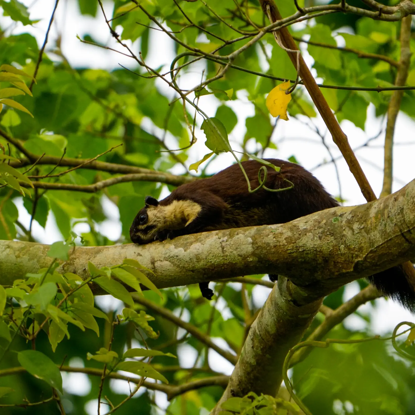 Malabar giant squirrel
