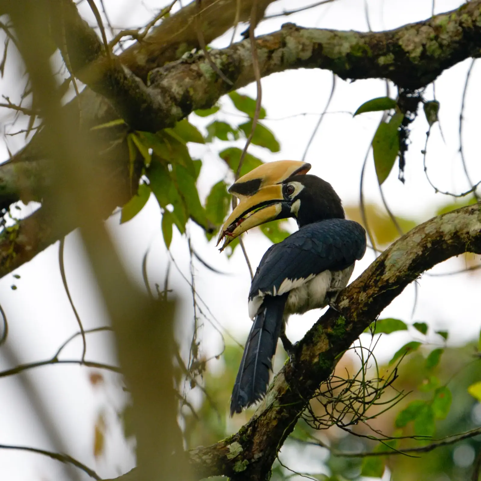 Pied hornbill with a crab