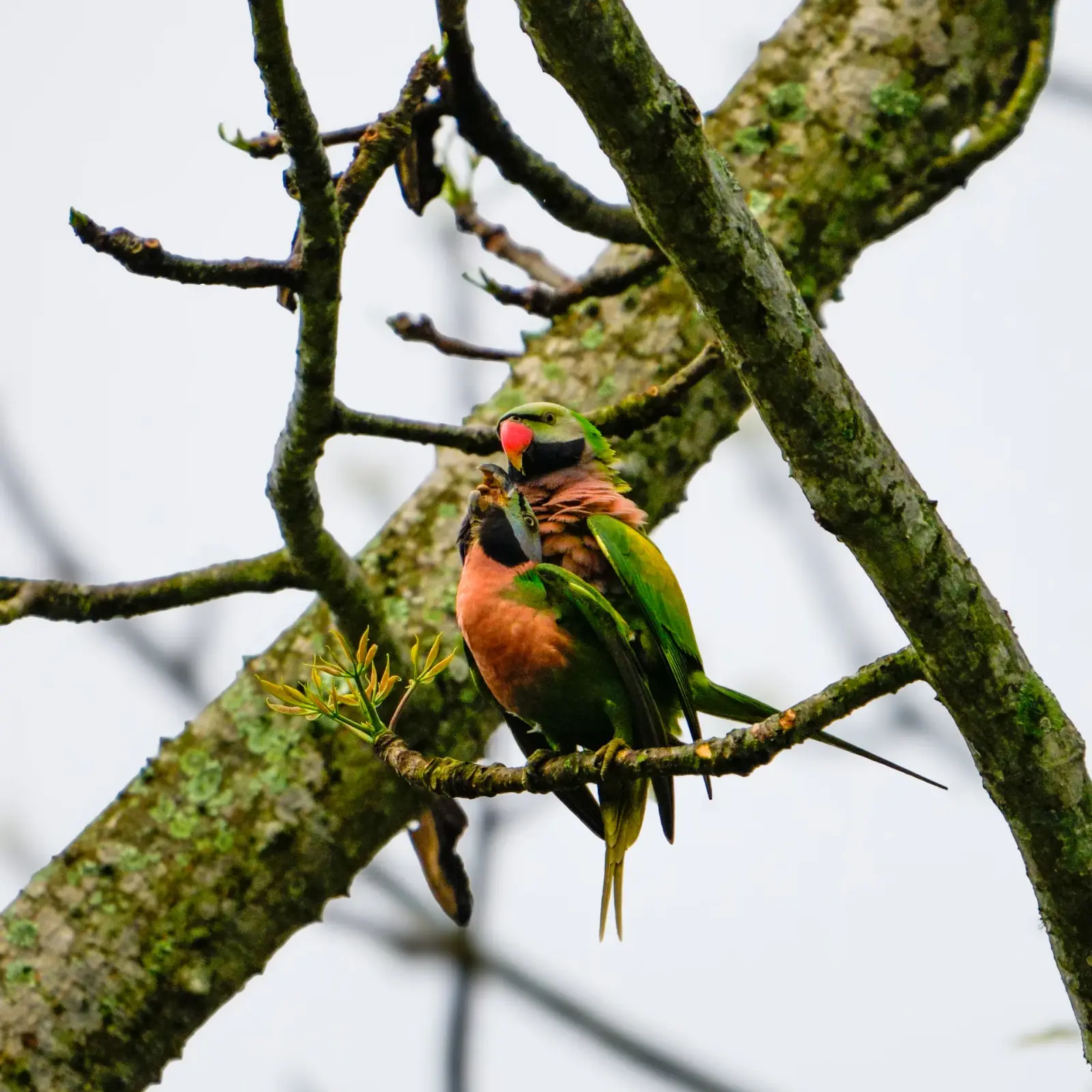 Red-breasted parakeet