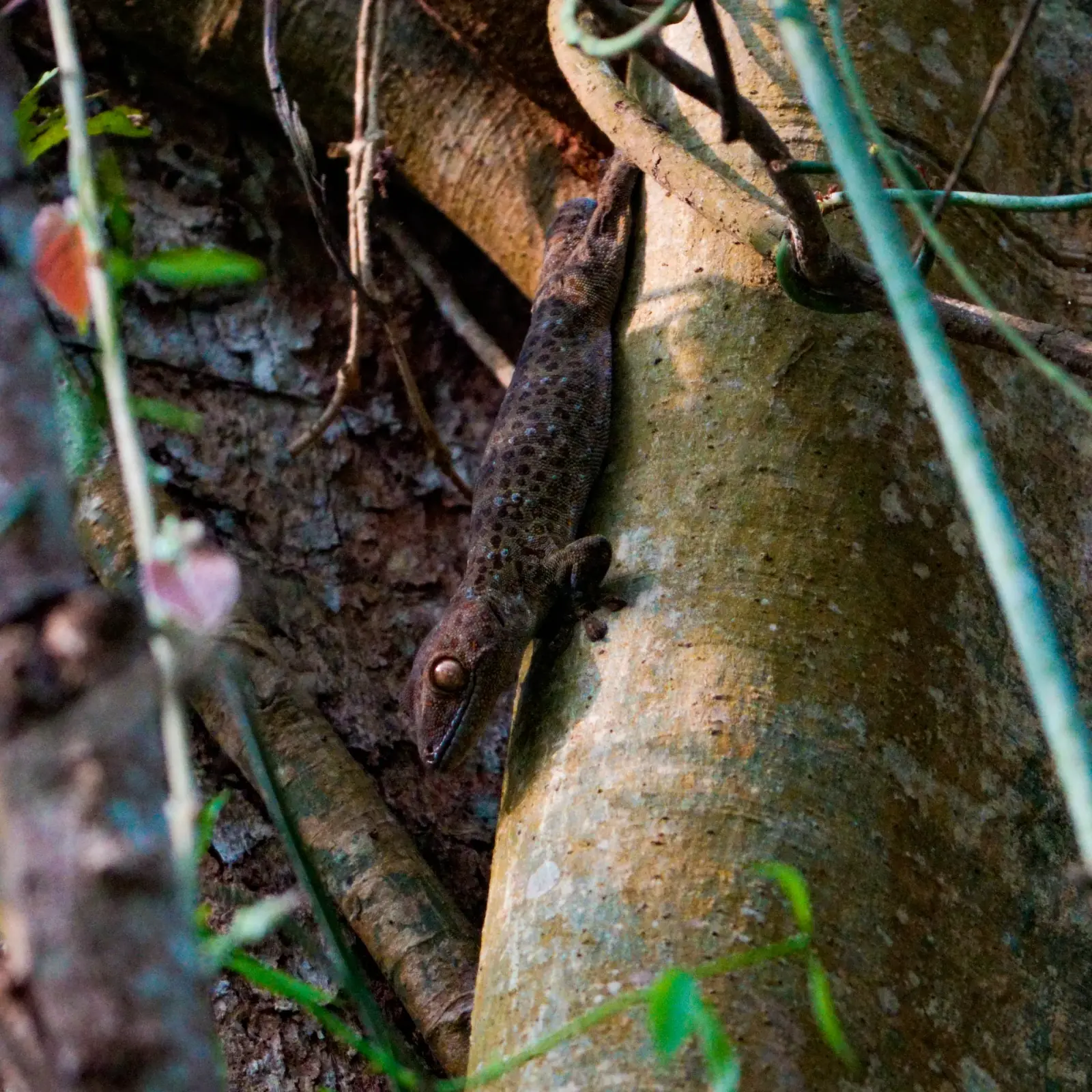 Tokay gecko