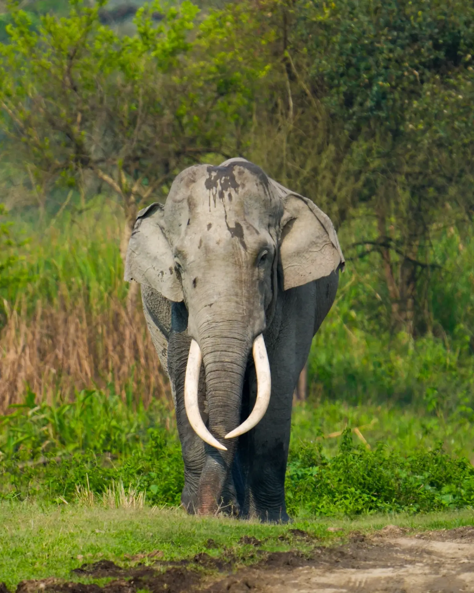 A tusker crossing the safari track