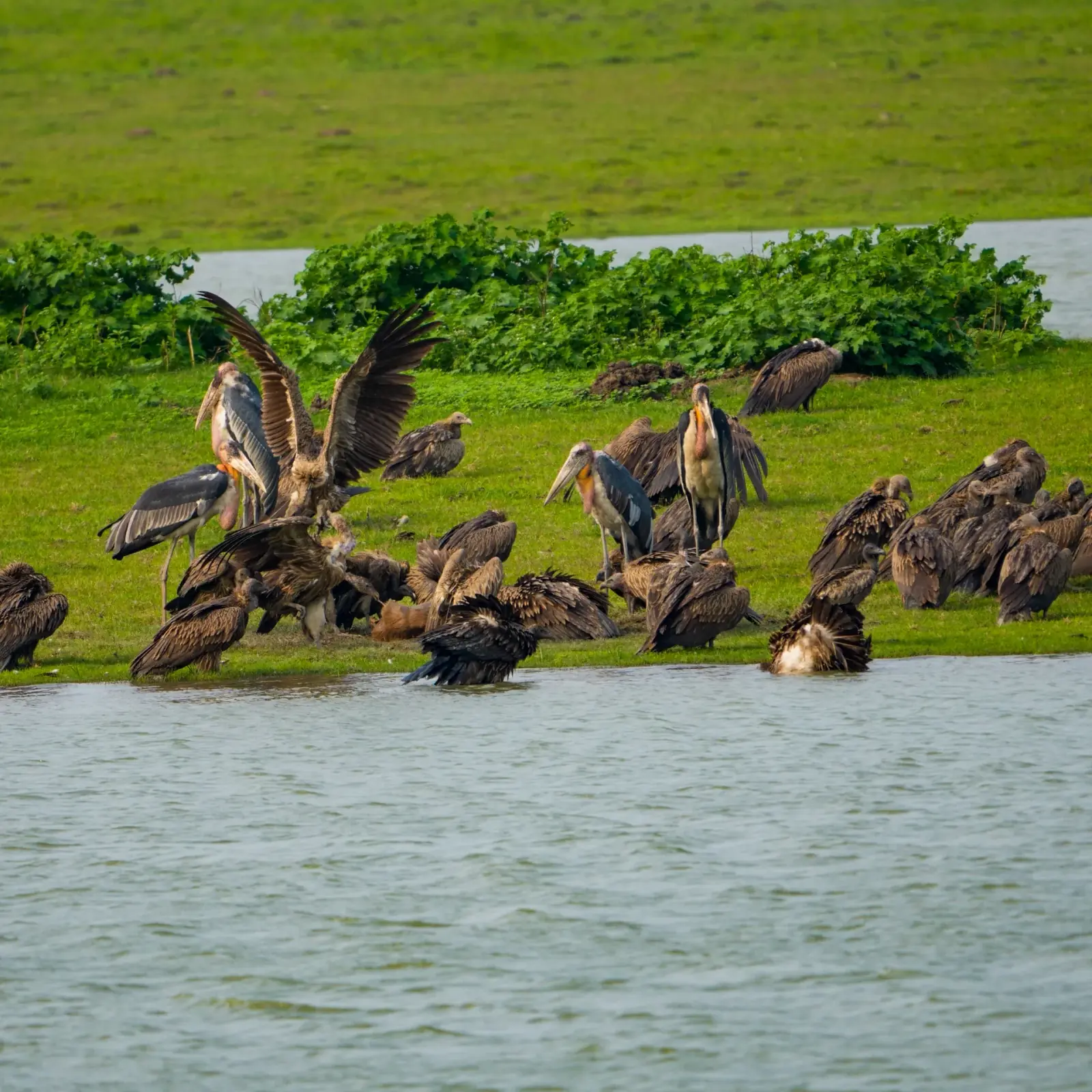 Greater adjutant & vultures