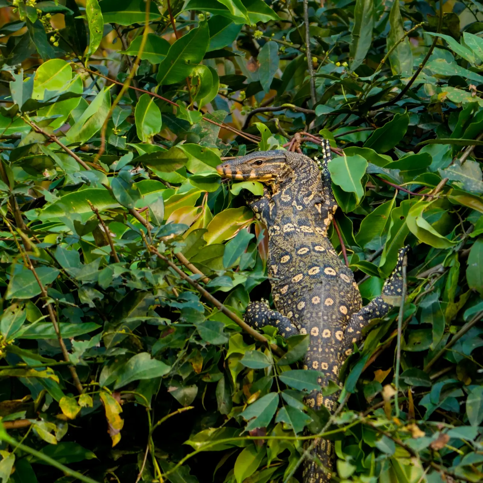 Water monitor
