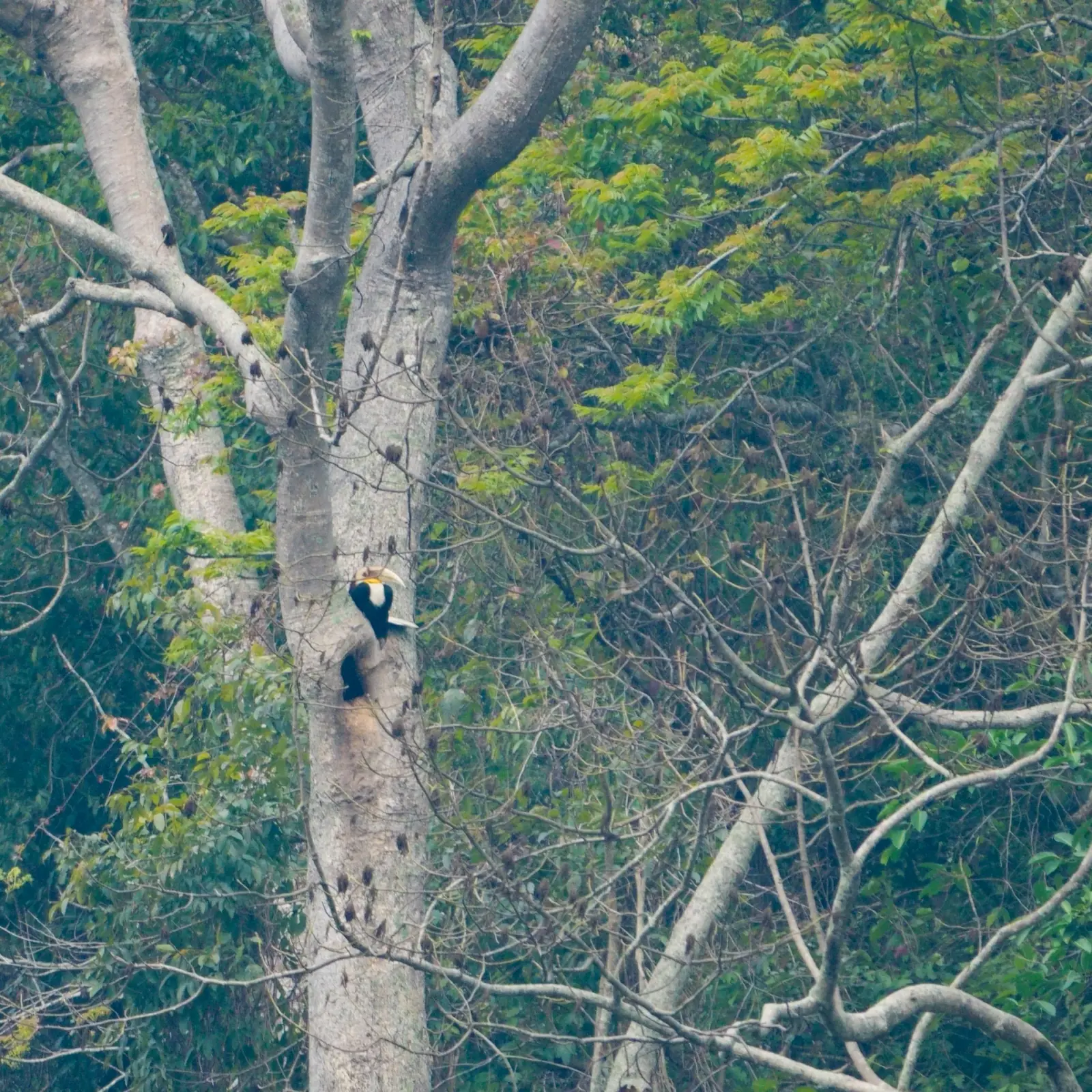Wreathed hornbill, Burapahar