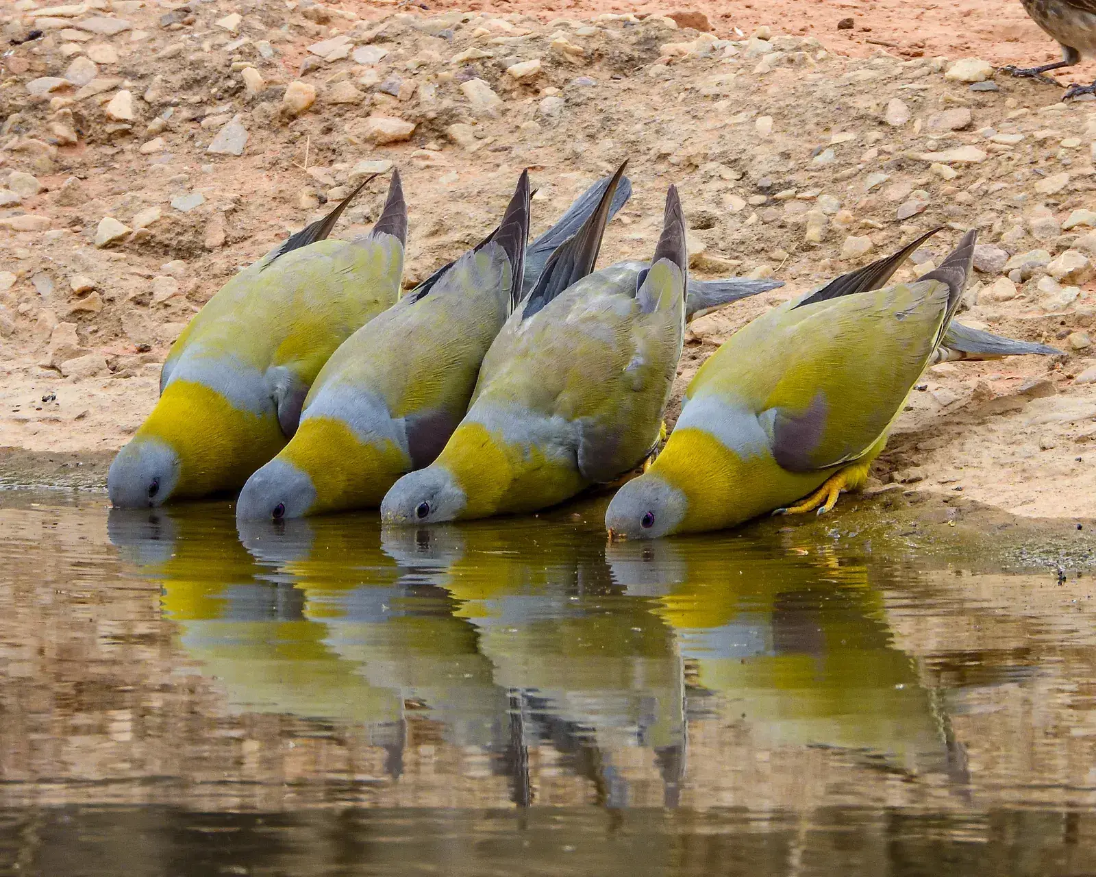 Birdwatching by jeep