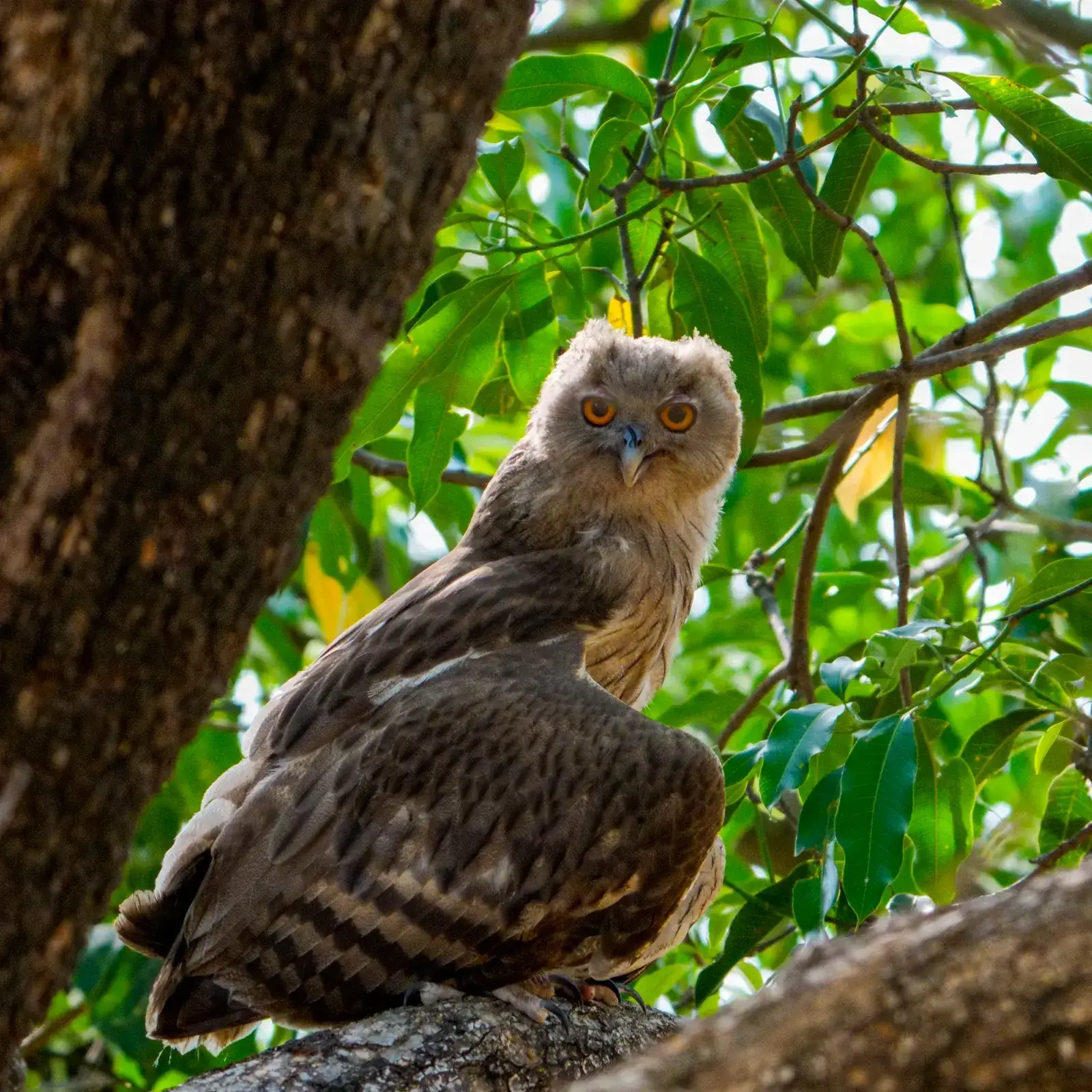 A dusky eagle-owl at rest