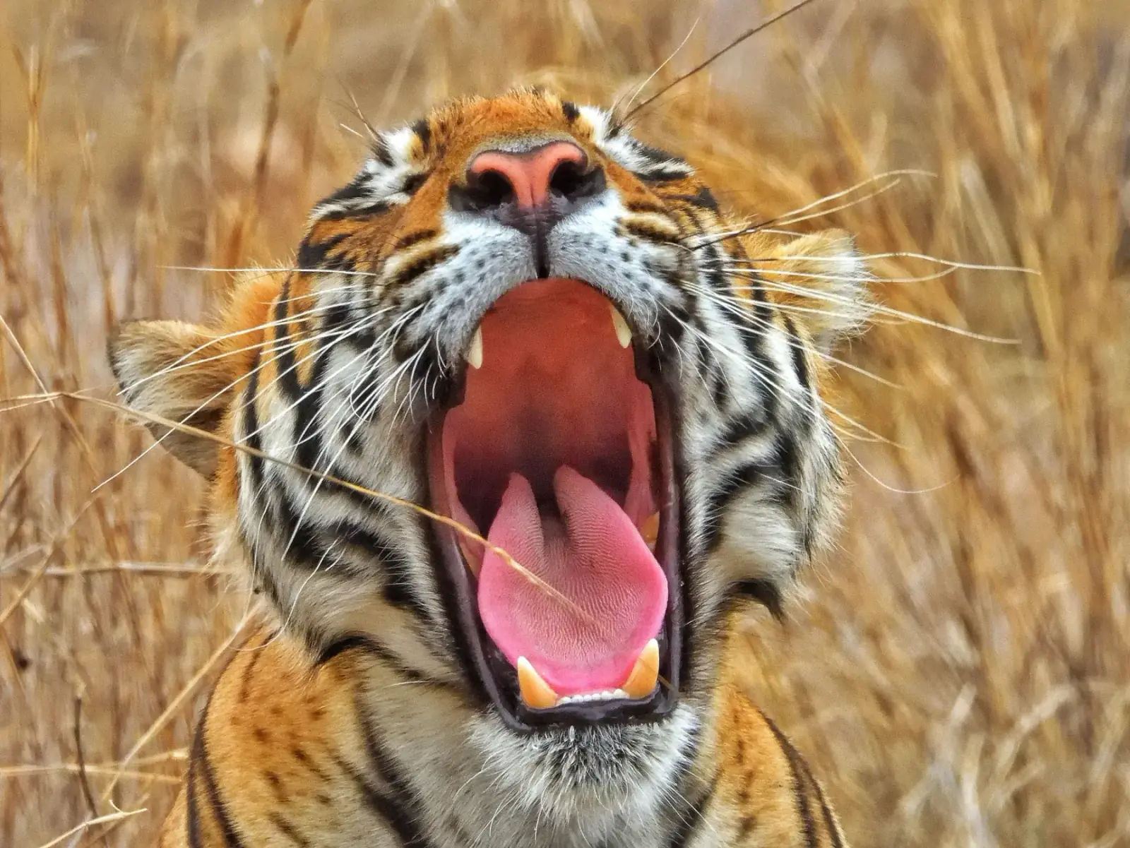 Ranthambore National Park
