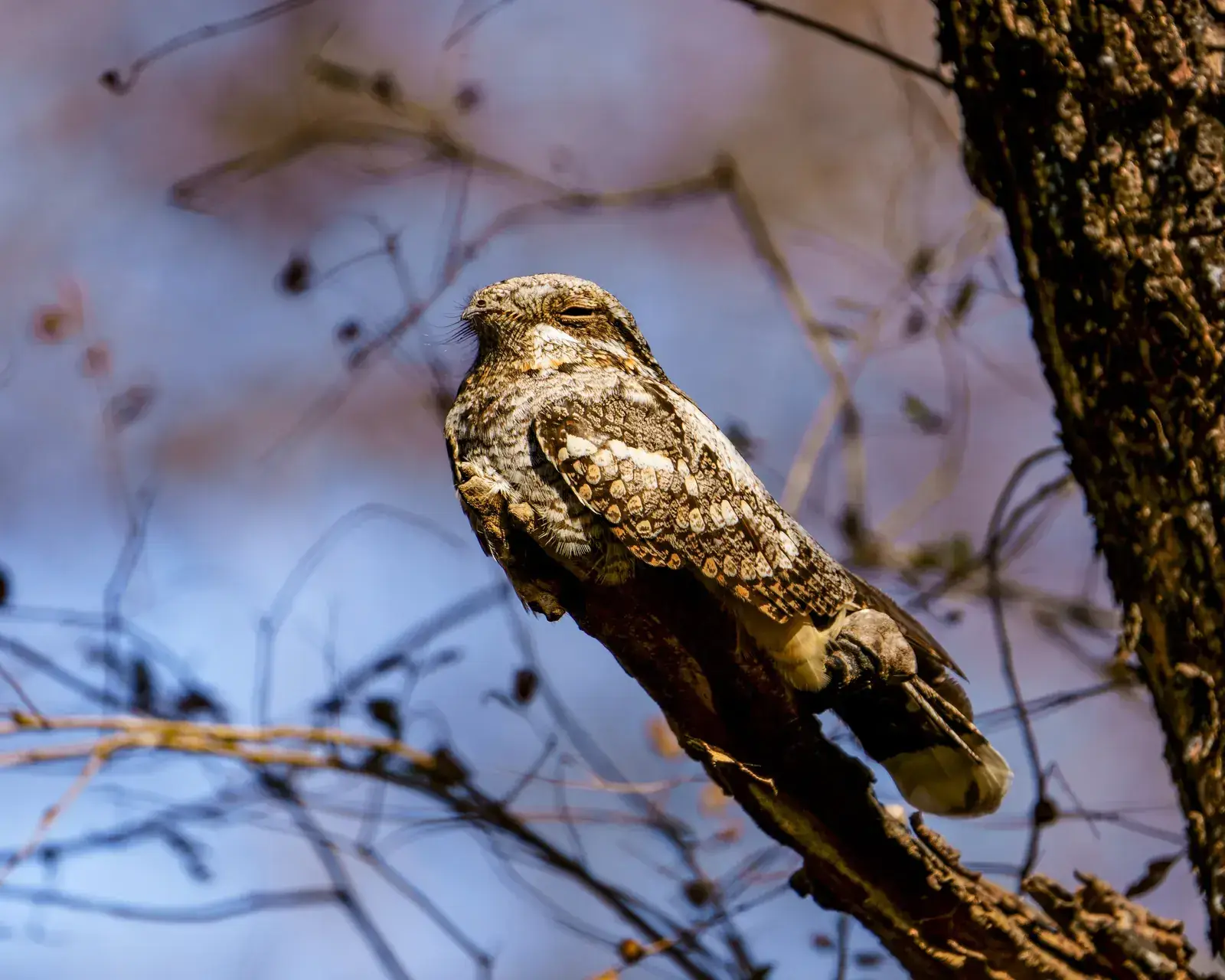Indian nightjar
