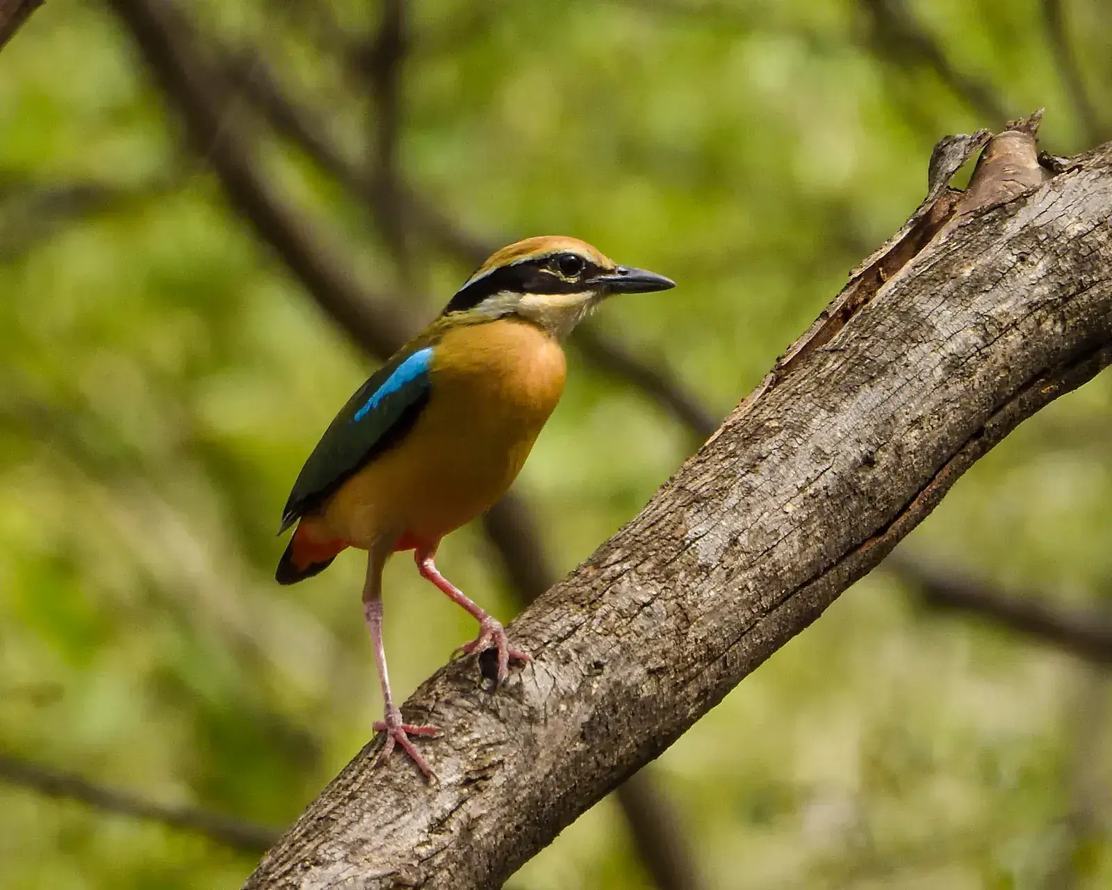 Indian pitta