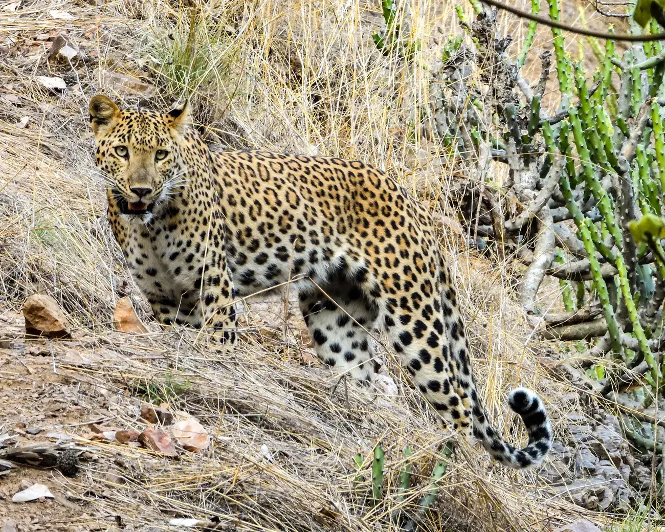 A leopard, spotted briefly