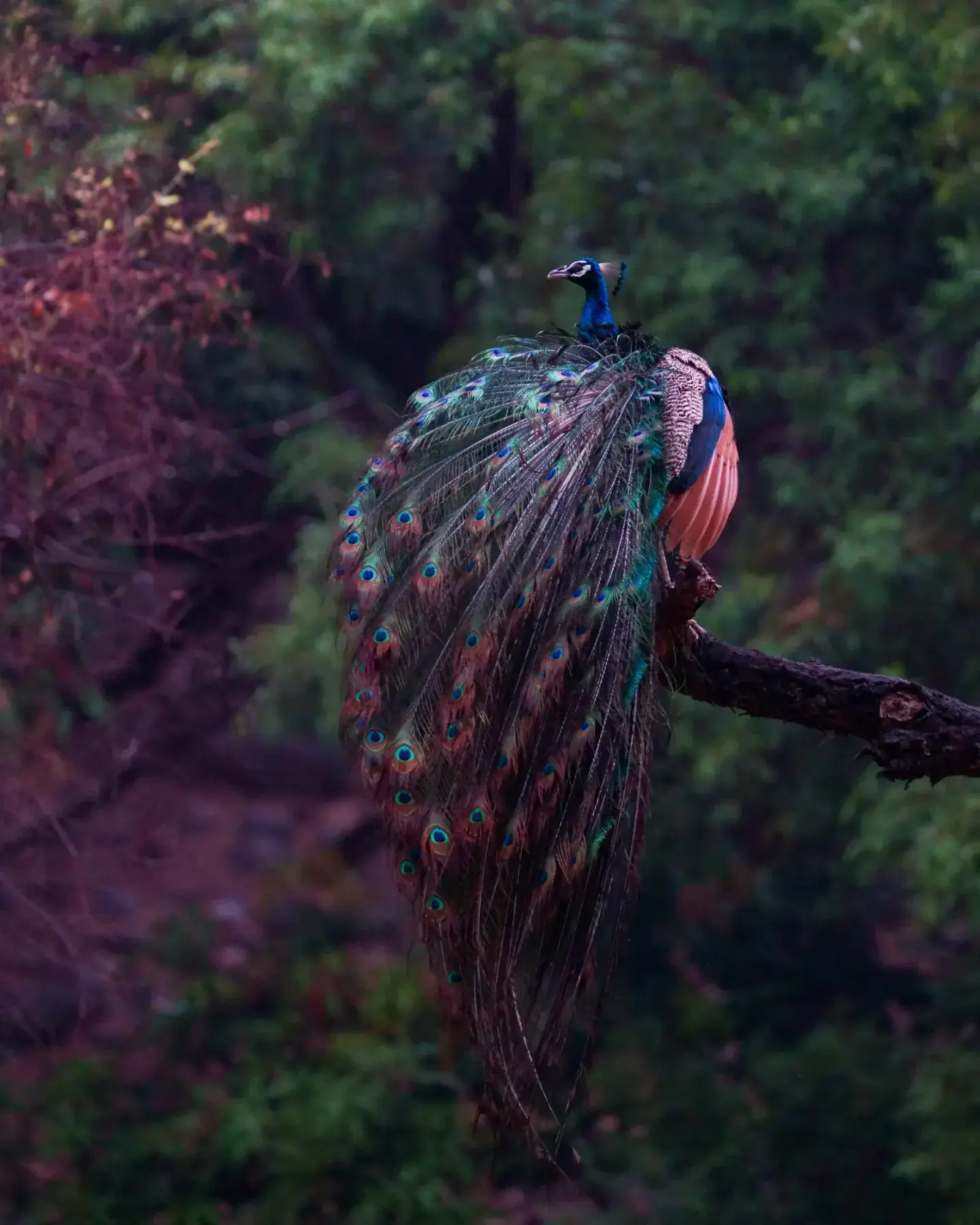 Peacock at first light