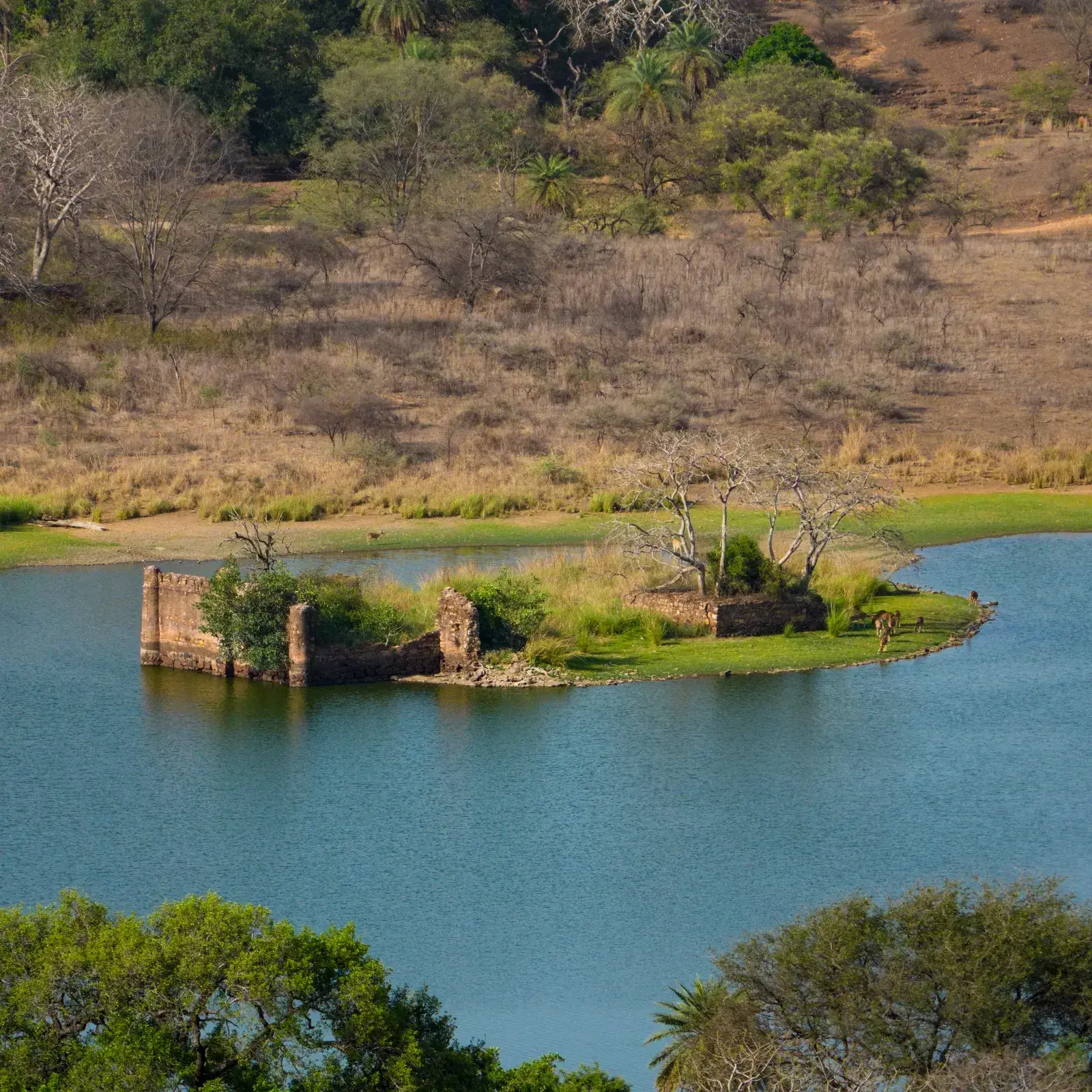 Guided jeep safari