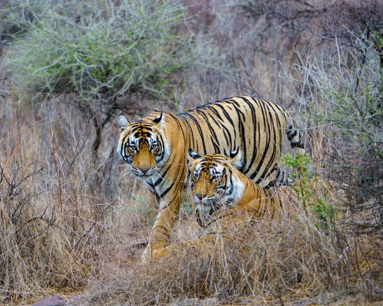 Riddhi's cubs, Zone 3