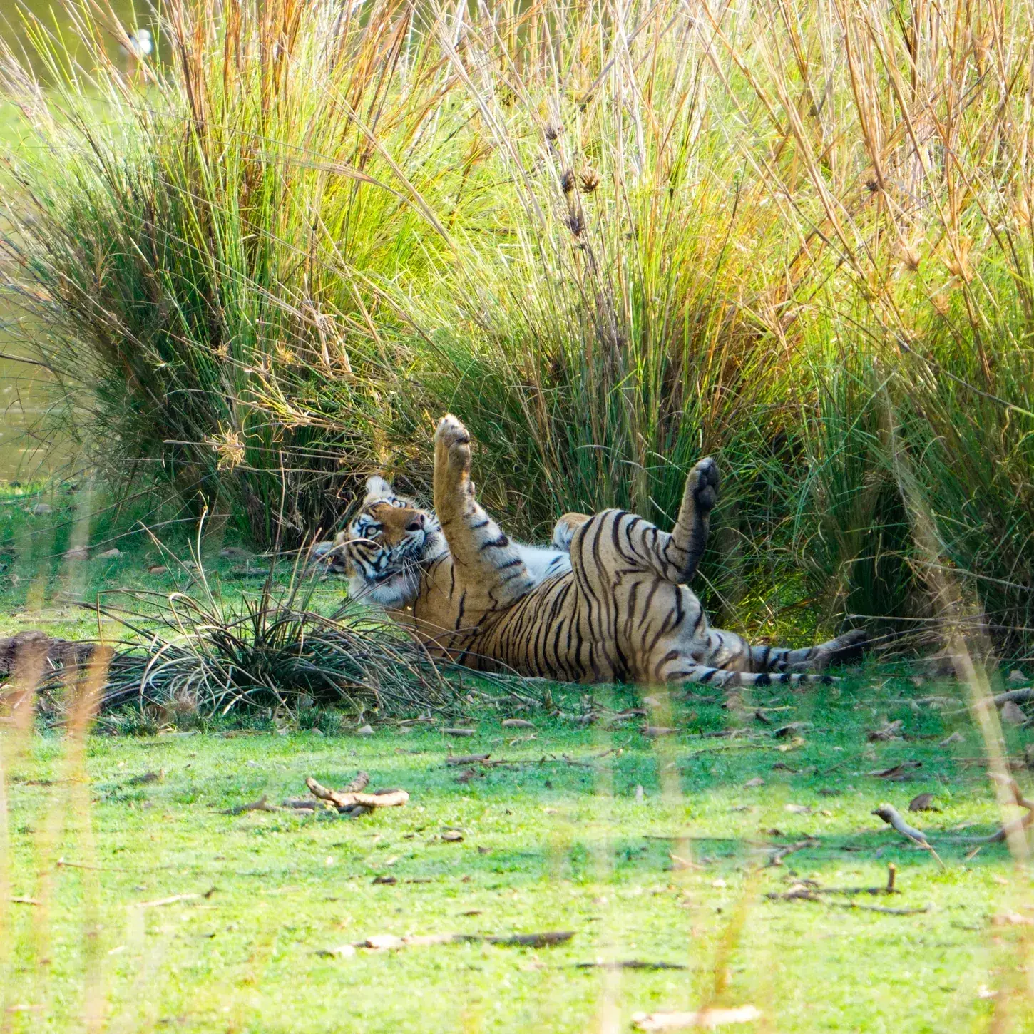 Riddhi, one of Ranthambore's best-known tigresses