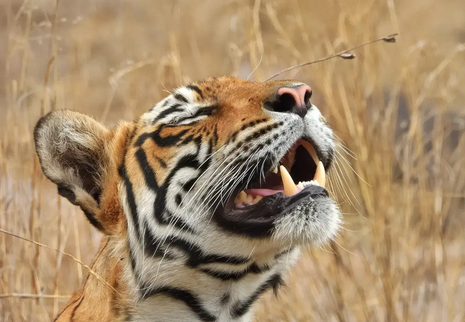 Shakti, on the move